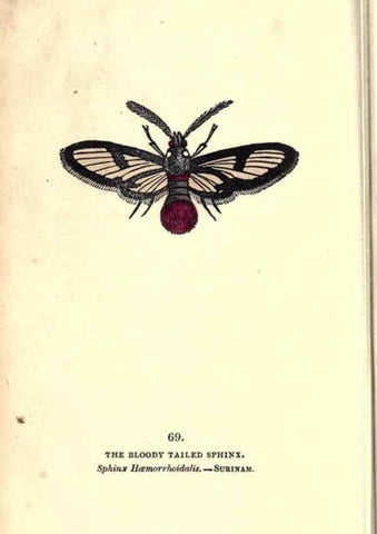 Reproducción/Reproduction 8716624075: The book of butterflies, sphinxes and moths;. London,Whittaker,1832-34.