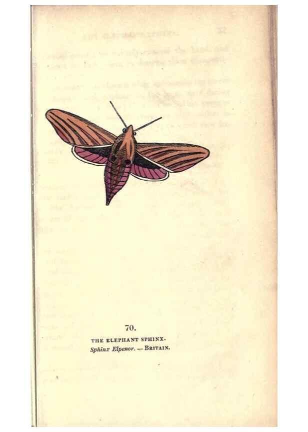 Reproducción/Reproduction 8717743716: The book of butterflies, sphinxes and moths;. London,Whittaker,1832-34.