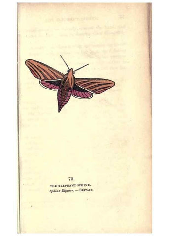 Reproducción/Reproduction 8717743716: The book of butterflies, sphinxes and moths;. London,Whittaker,1832-34.
