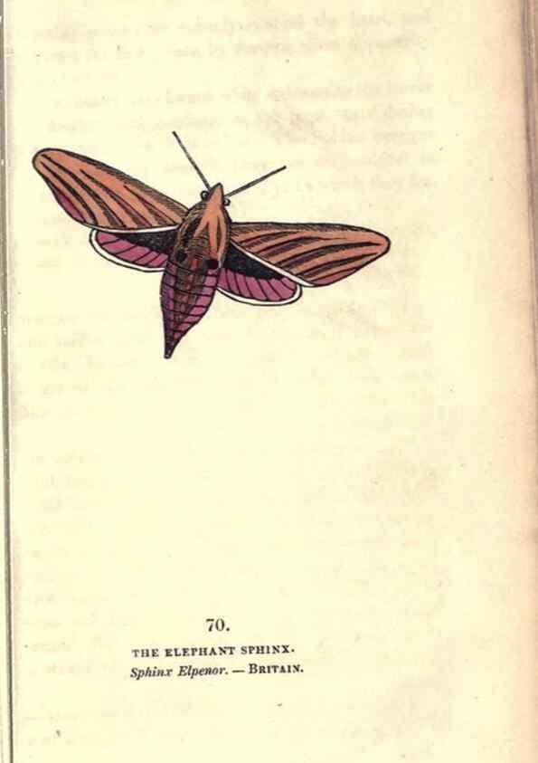 Reproducción/Reproduction 8717743716: The book of butterflies, sphinxes and moths;. London,Whittaker,1832-34.