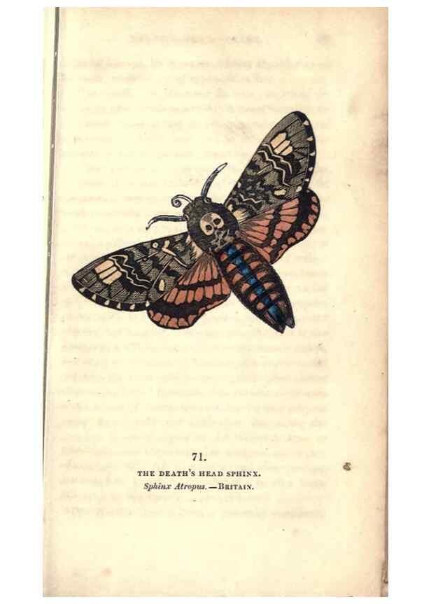 Reproducción/Reproduction 8717744212: The book of butterflies, sphinxes and moths;. London,Whittaker,1832-34.