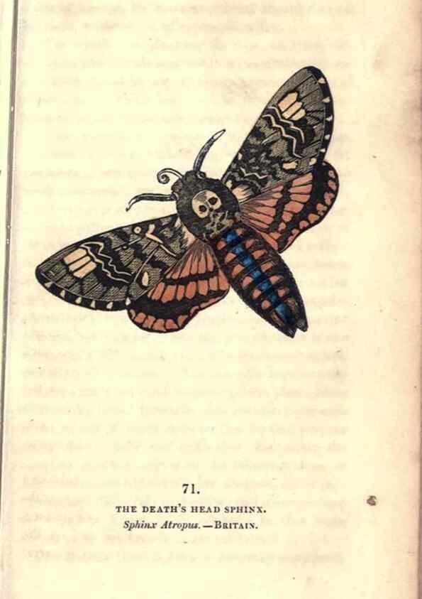 Reproducción/Reproduction 8717744212: The book of butterflies, sphinxes and moths;. London,Whittaker,1832-34.