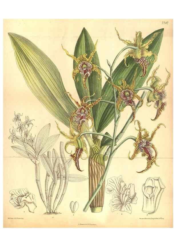Reproducción/Reproduction 8634429723: Curtis's botanical magazine.. London ;New York [etc.] :Academic Press [etc.]