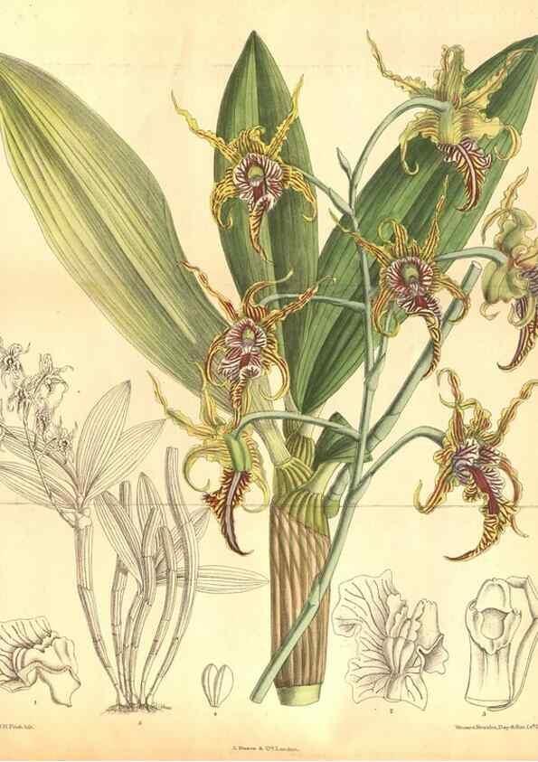 Reproducción/Reproduction 8634429723: Curtis's botanical magazine.. London ;New York [etc.] :Academic Press [etc.]