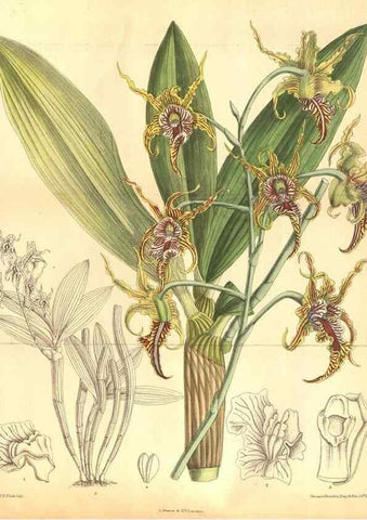 Reproducción/Reproduction 8634429723: Curtis's botanical magazine.. London ;New York [etc.] :Academic Press [etc.]