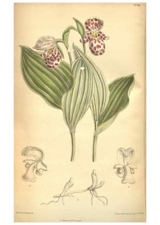 Reproducción/Reproduction 8635536190: Curtis's botanical magazine.. London ;New York [etc.] :Academic Press [etc.]