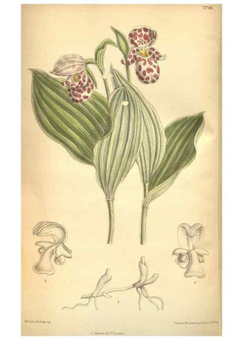 Reproducción/Reproduction 8635536190: Curtis's botanical magazine.. London ;New York [etc.] :Academic Press [etc.]