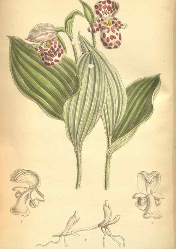 Reproducción/Reproduction 8635536190: Curtis's botanical magazine.. London ;New York [etc.] :Academic Press [etc.]