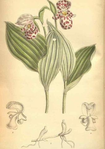 Reproducción/Reproduction 8635536190: Curtis's botanical magazine.. London ;New York [etc.] :Academic Press [etc.]