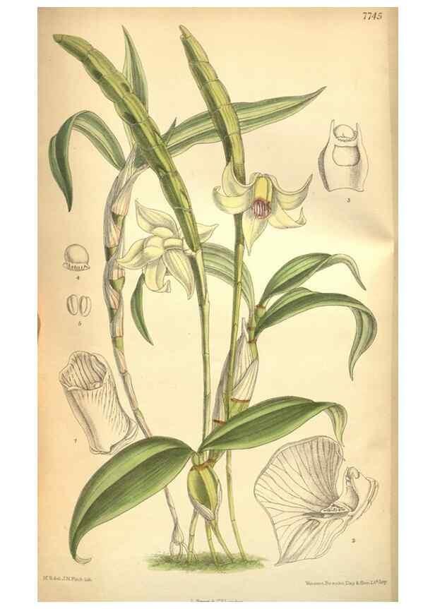 Reproducción/Reproduction 8634428467: Curtis's botanical magazine.. London ;New York [etc.] :Academic Press [etc.]