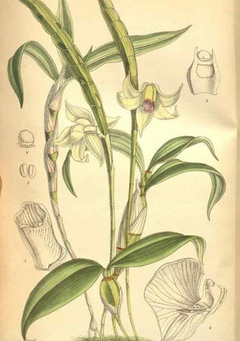 Reproducción/Reproduction 8634428467: Curtis's botanical magazine.. London ;New York [etc.] :Academic Press [etc.]