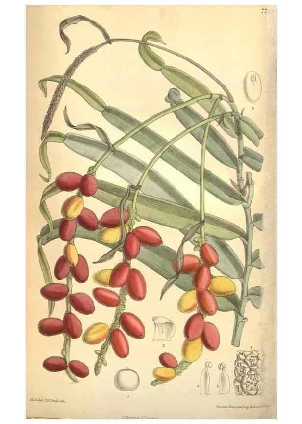 Reproducción/Reproduction 8634427747: Curtis's botanical magazine.. London ;New York [etc.] :Academic Press [etc.]