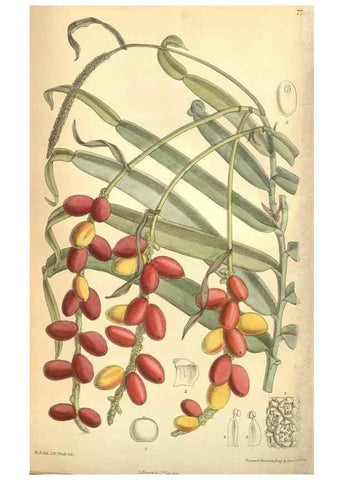Reproducción/Reproduction 8634427747: Curtis's botanical magazine.. London ;New York [etc.] :Academic Press [etc.]