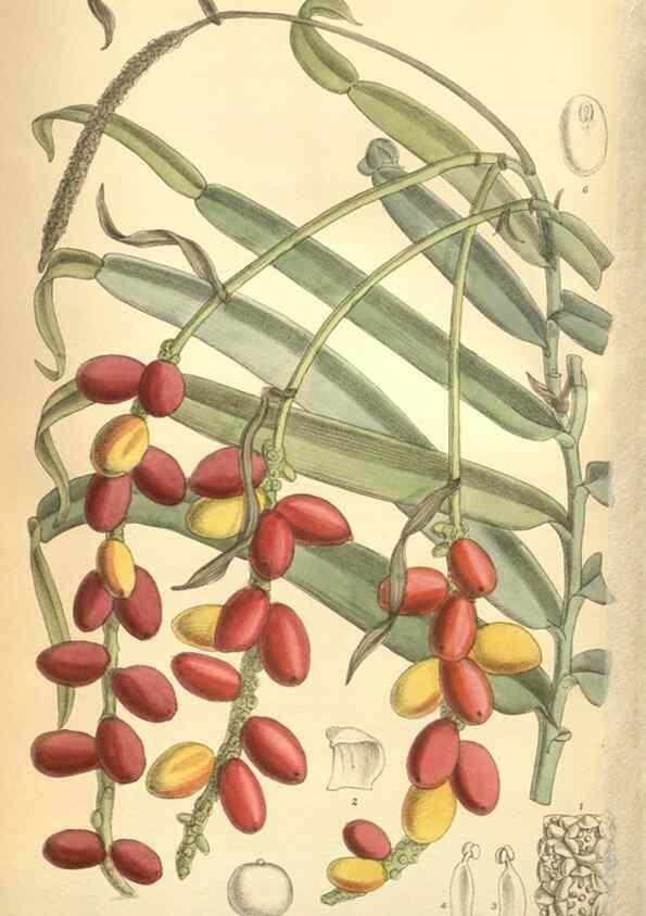 Reproducción/Reproduction 8634427747: Curtis's botanical magazine.. London ;New York [etc.] :Academic Press [etc.]