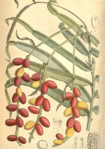 Reproducción/Reproduction 8634427747: Curtis's botanical magazine.. London ;New York [etc.] :Academic Press [etc.]