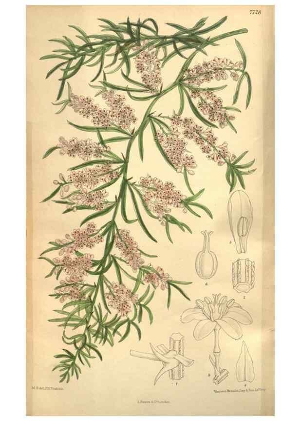 Reproducción/Reproduction 8635521284: Curtis's botanical magazine.. London ;New York [etc.] :Academic Press [etc.]