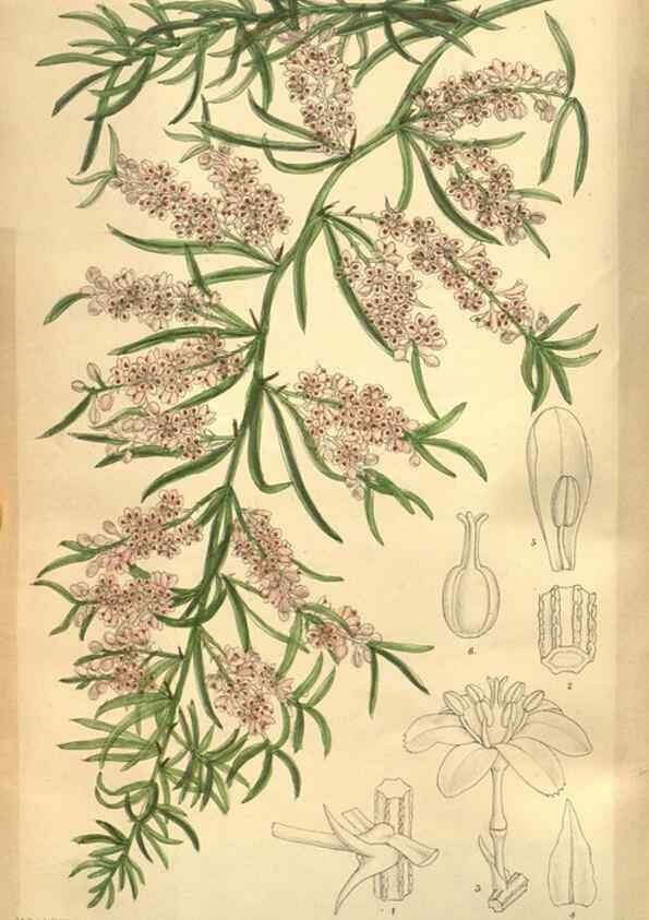 Reproducción/Reproduction 8635521284: Curtis's botanical magazine.. London ;New York [etc.] :Academic Press [etc.]