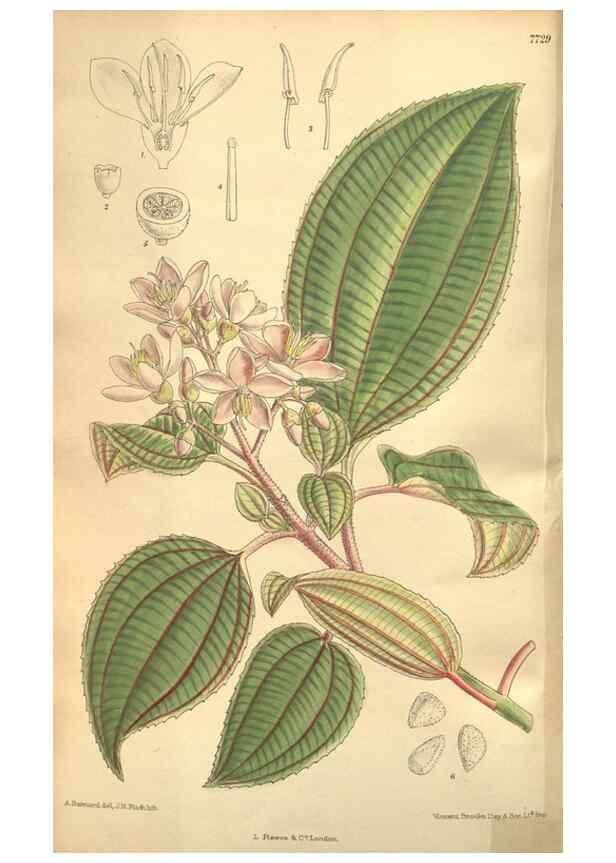 Reproducción/Reproduction 8635522102: Curtis's botanical magazine.. London ;New York [etc.] :Academic Press [etc.]
