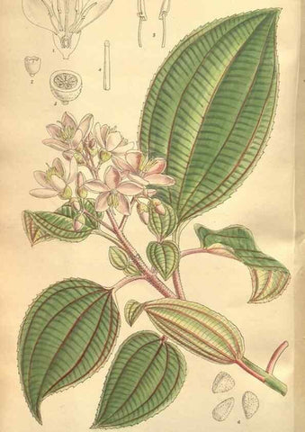Reproducción/Reproduction 8635522102: Curtis's botanical magazine.. London ;New York [etc.] :Academic Press [etc.]