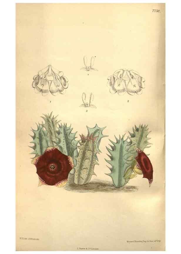 Reproducción/Reproduction 8635522916: Curtis's botanical magazine.. London ;New York [etc.] :Academic Press [etc.]