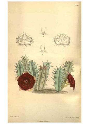 Reproducción/Reproduction 8635522916: Curtis's botanical magazine.. London ;New York [etc.] :Academic Press [etc.]