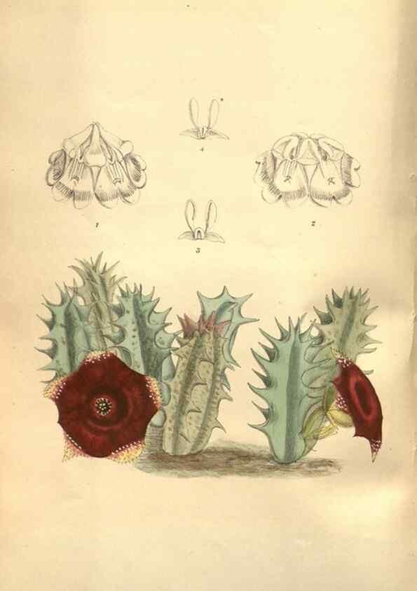 Reproducción/Reproduction 8635522916: Curtis's botanical magazine.. London ;New York [etc.] :Academic Press [etc.]