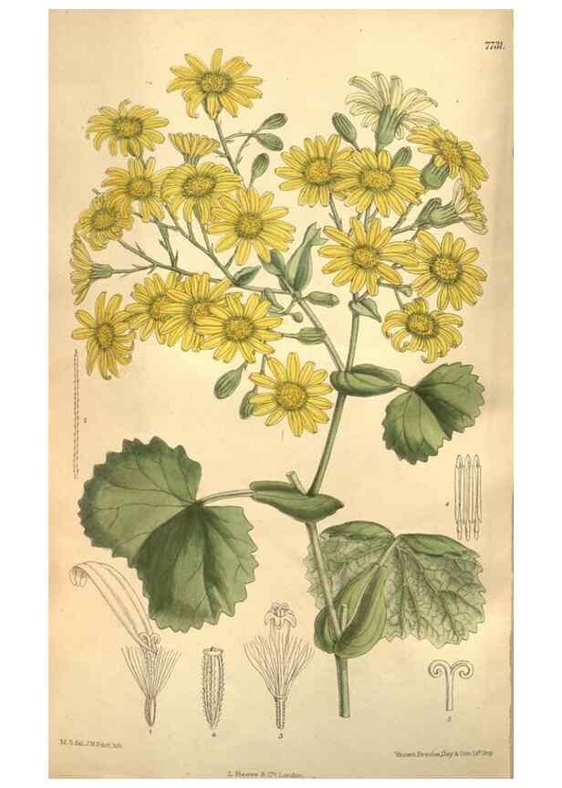 Reproducción/Reproduction 8634417229: Curtis's botanical magazine.. London ;New York [etc.] :Academic Press [etc.]