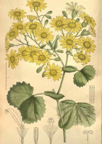 Reproducción/Reproduction 8634417229: Curtis's botanical magazine.. London ;New York [etc.] :Academic Press [etc.]