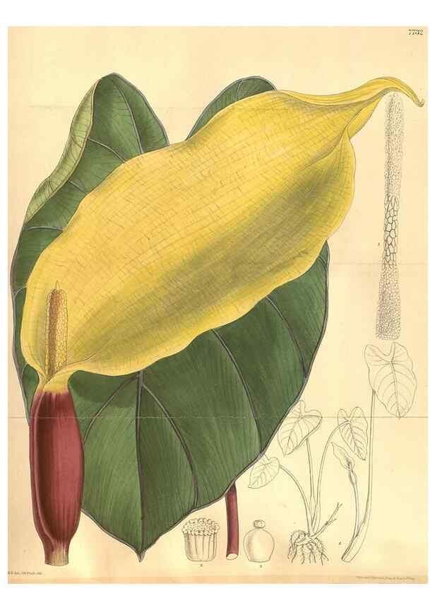 Reproducción/Reproduction 8635524558: Curtis's botanical magazine.. London ;New York [etc.] :Academic Press [etc.]