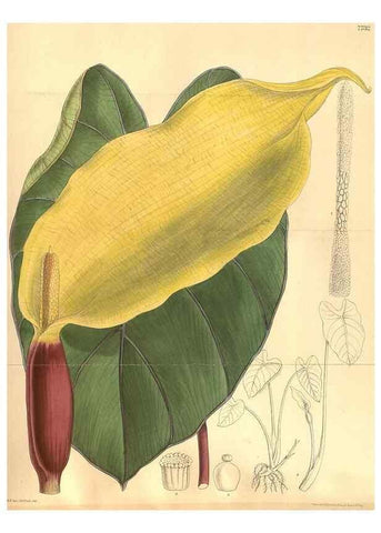 Reproducción/Reproduction 8635524558: Curtis's botanical magazine.. London ;New York [etc.] :Academic Press [etc.]