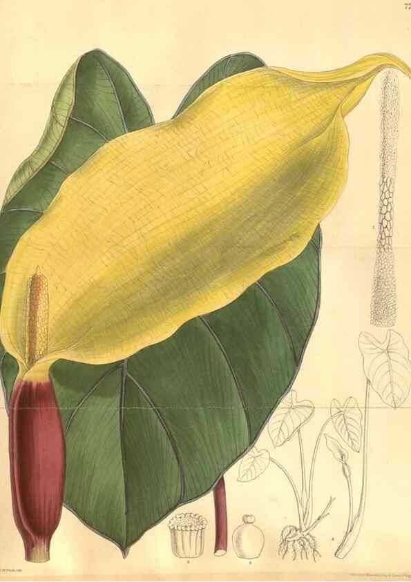 Reproducción/Reproduction 8635524558: Curtis's botanical magazine.. London ;New York [etc.] :Academic Press [etc.]