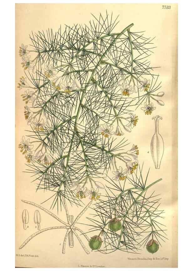 Reproducción/Reproduction 8635525396: Curtis's botanical magazine.. London ;New York [etc.] :Academic Press [etc.]