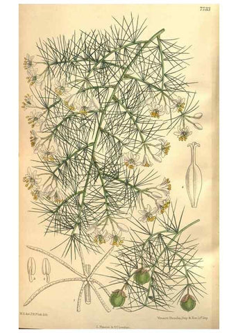 Reproducción/Reproduction 8635525396: Curtis's botanical magazine.. London ;New York [etc.] :Academic Press [etc.]