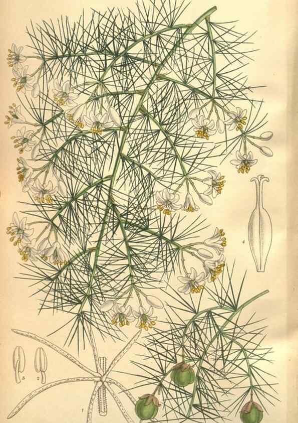 Reproducción/Reproduction 8635525396: Curtis's botanical magazine.. London ;New York [etc.] :Academic Press [etc.]