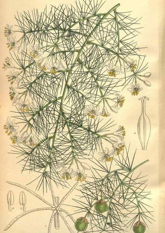 Reproducción/Reproduction 8635525396: Curtis's botanical magazine.. London ;New York [etc.] :Academic Press [etc.]