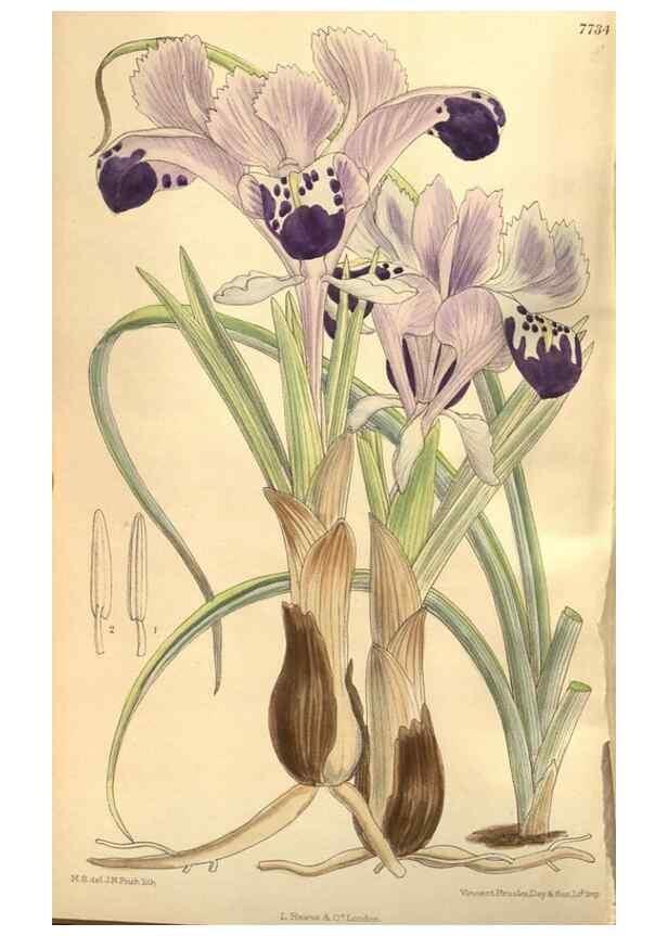 Reproducción/Reproduction 8635526372: Curtis's botanical magazine.. London ;New York [etc.] :Academic Press [etc.]