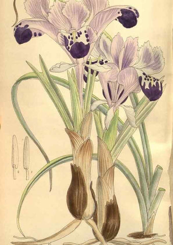 Reproducción/Reproduction 8635526372: Curtis's botanical magazine.. London ;New York [etc.] :Academic Press [etc.]