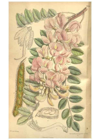 Reproducción/Reproduction 8634413281: Curtis's botanical magazine.. London ;New York [etc.] :Academic Press [etc.]