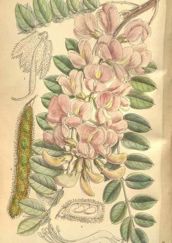 Reproducción/Reproduction 8634413281: Curtis's botanical magazine.. London ;New York [etc.] :Academic Press [etc.]
