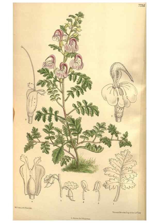Reproducción/Reproduction 8634420569: Curtis's botanical magazine.. London ;New York [etc.] :Academic Press [etc.]