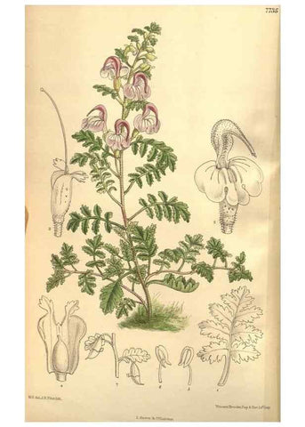 Reproducción/Reproduction 8634420569: Curtis's botanical magazine.. London ;New York [etc.] :Academic Press [etc.]