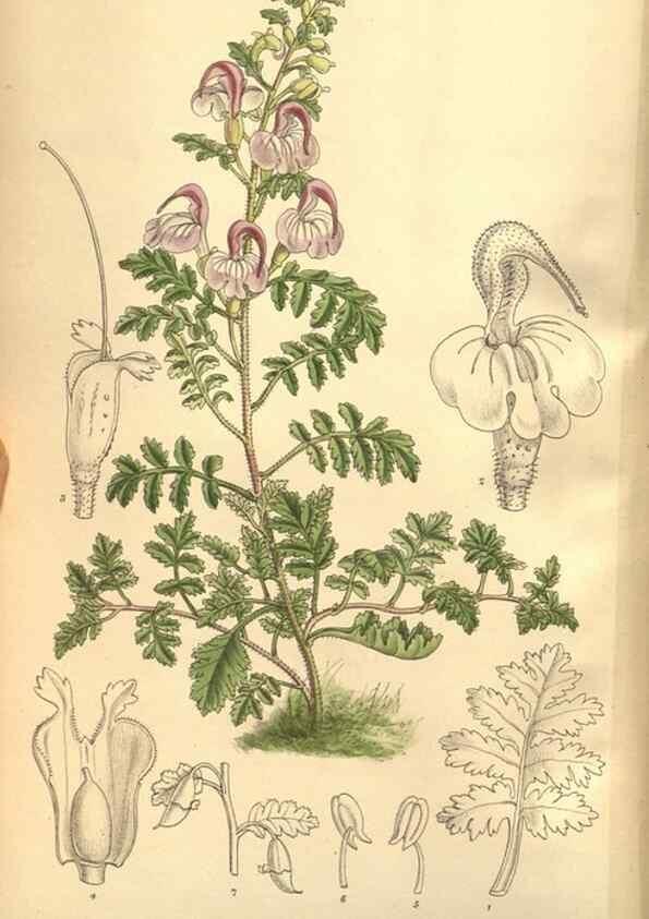 Reproducción/Reproduction 8634420569: Curtis's botanical magazine.. London ;New York [etc.] :Academic Press [etc.]