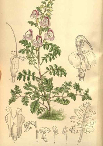 Reproducción/Reproduction 8634420569: Curtis's botanical magazine.. London ;New York [etc.] :Academic Press [etc.]
