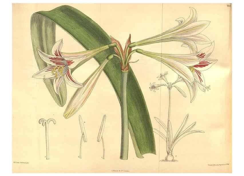 Reproducción/Reproduction 8635529080: Curtis's botanical magazine.. London ;New York [etc.] :Academic Press [etc.]