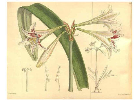 Reproducción/Reproduction 8635529080: Curtis's botanical magazine.. London ;New York [etc.] :Academic Press [etc.]