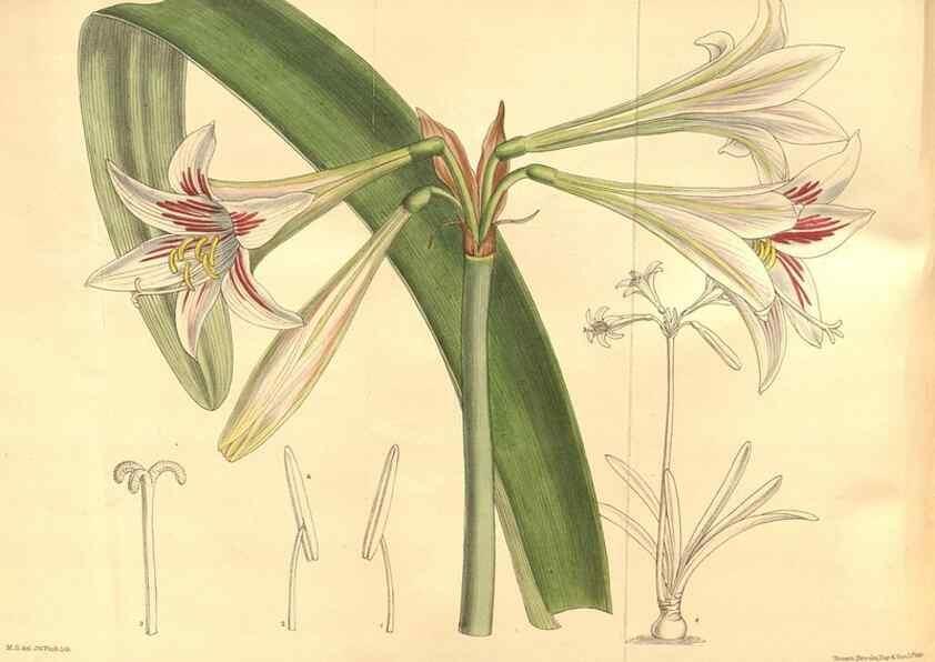 Reproducción/Reproduction 8635529080: Curtis's botanical magazine.. London ;New York [etc.] :Academic Press [etc.]