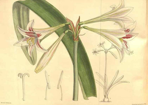 Reproducción/Reproduction 8635529080: Curtis's botanical magazine.. London ;New York [etc.] :Academic Press [etc.]