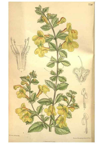 Reproducción/Reproduction 8635529826: Curtis's botanical magazine.. London ;New York [etc.] :Academic Press [etc.]