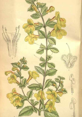 Reproducción/Reproduction 8635529826: Curtis's botanical magazine.. London ;New York [etc.] :Academic Press [etc.]