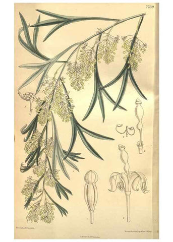 Reproducción/Reproduction 8635530742: Curtis's botanical magazine.. London ;New York [etc.] :Academic Press [etc.]